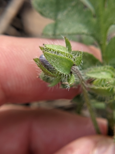 Image of Nemophila sayersensis by (c) Eric Knight, some rights reserved (CC BY)
