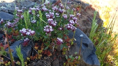 Trifolium variegatum