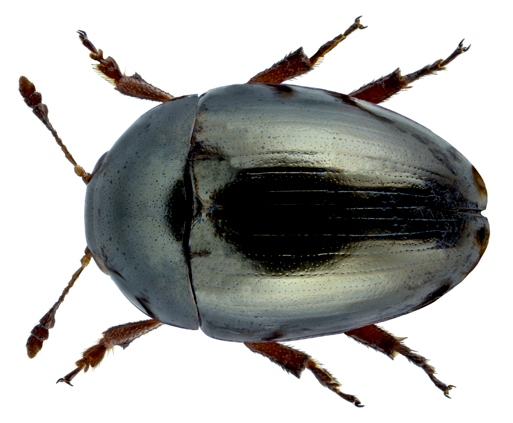 Olibrus aeneus