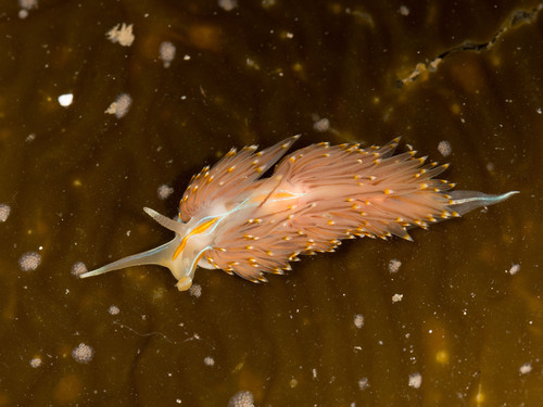 Opalescent Nudibranch