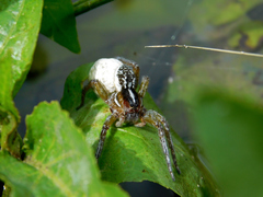Allocosa paraguayensis