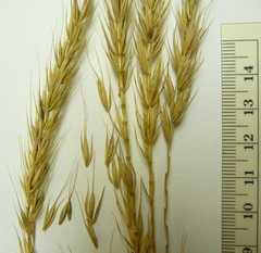 Elymus villosus villosus