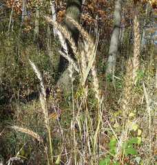 Elymus villosus villosus