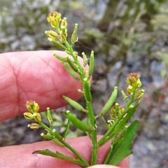 Rorippa teres