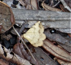 Hemeroplanis scopulepes