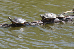 Trachemys scripta elegans