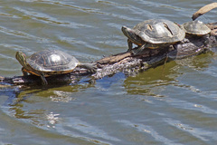 Trachemys scripta elegans