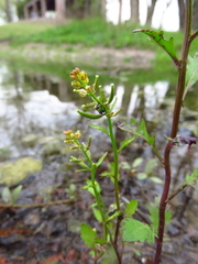 Rorippa teres
