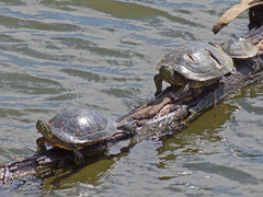 Trachemys scripta elegans