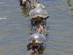 Trachemys scripta elegans