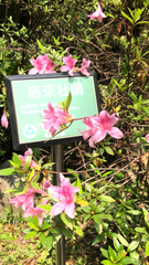 Rhododendron kanehirai
