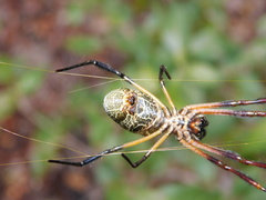 Trichonephila sexpunctata
