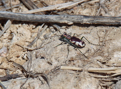 Cicindela fulgida