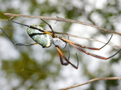 Trichonephila sexpunctata
