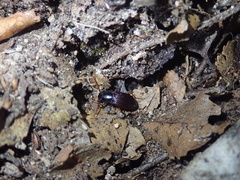 Stenadelium striatum