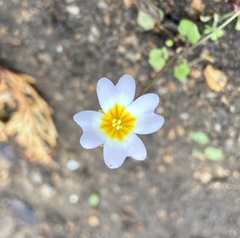 Leavenworthia