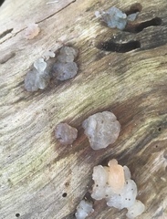 Exidia thuretiana
