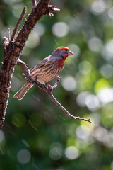 Haemorhous mexicanus