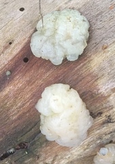 Exidia thuretiana