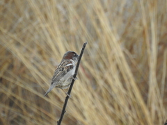 Passer domesticus