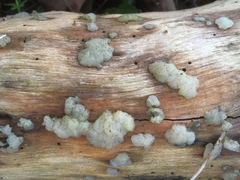 Exidia thuretiana