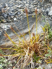 Carex edura
