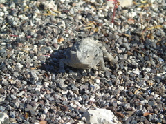 Phrynosoma taurus