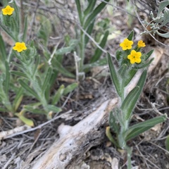 Amsinckia lycopsoides