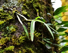Dendrobium moniliforme