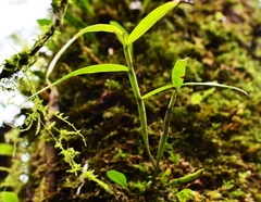 Dendrobium moniliforme