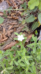 Lithospermum matamorense