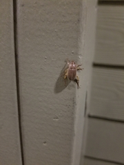 Callistethus marginatus