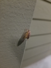 Callistethus marginatus