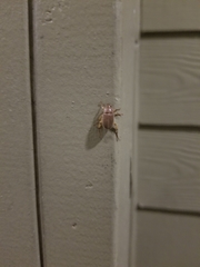 Callistethus marginatus