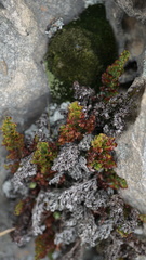 Arachniodes leucostegioides