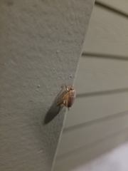 Callistethus marginatus