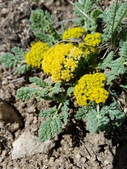 Cymopterus glaucus