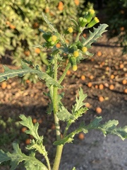 Senecio vulgaris