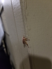 Callistethus marginatus