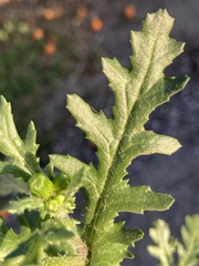 Senecio vulgaris