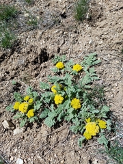 Cymopterus glaucus