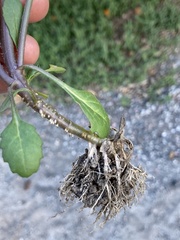 Senecio vulgaris
