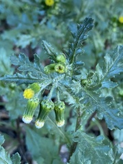 Senecio vulgaris