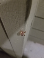 Callistethus marginatus