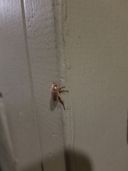 Callistethus marginatus