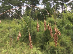 Festuca paradoxa