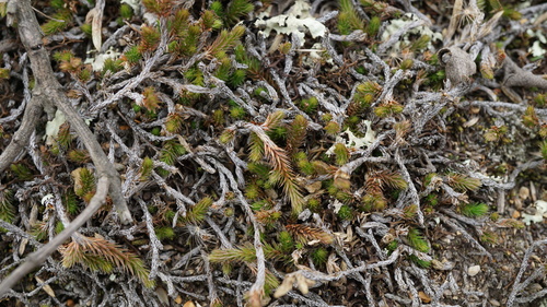 Image of Selaginella sellowii by (c) Jairo Pinto, some rights reserved (CC BY)