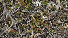Selaginella sellowii