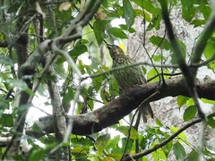 Scenopoeetes dentirostris