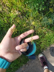 Lomatium californicum